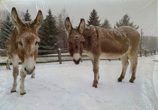 DSC Christmas Cards